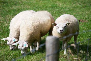 Fototapeta premium sheep in a field