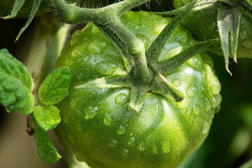 regennasse unreife, grüne Tomate im Sommer