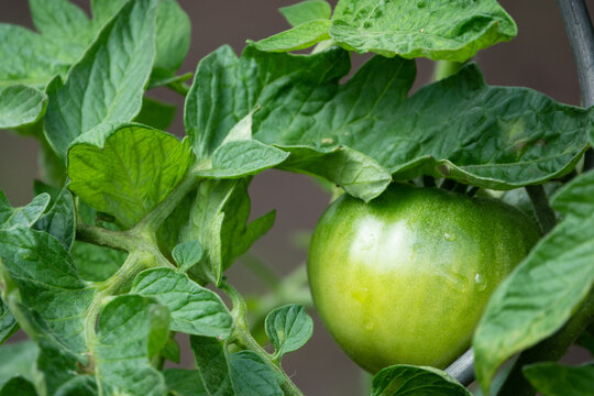 Tomatenkraut