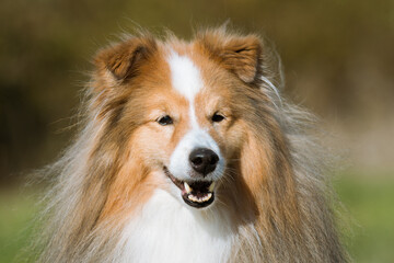 Obraz na płótnie Canvas Stunning nice fluffy sable white shetland sheepdog, sheltie outside portrait on a foggy summer, autumn day. Small lassie, little collie dog with grey eyelashes smiling outdoors with green background