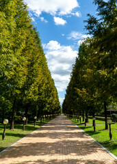 a long road with trees on either side