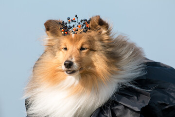 Happy funny Halloween postcard with sable white shetland sheepdog, sheltie in black witch crown and...