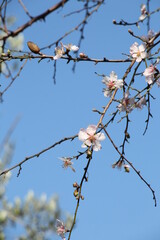 cherry blossom branch