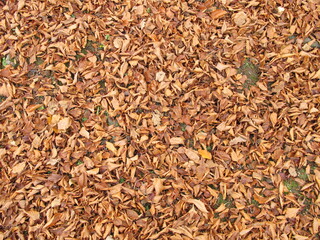 Soil ground covered with beech leaves in late autumn