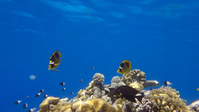 Tropical fishes swimming on cleaning station above top of coral reef. 4K-60fps