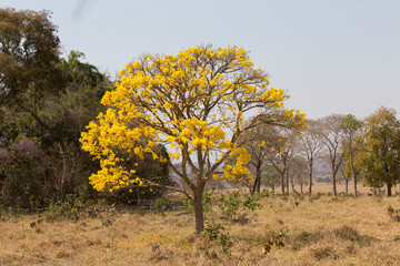 yellow ipe tree in the middle of nature