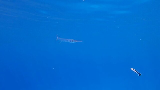 Needlefish stand over top of coral reef on cleaning station. 4K-60fps