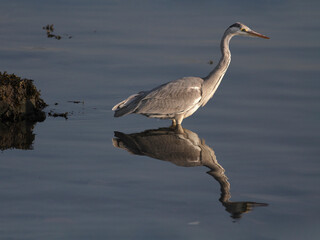 Heron and his reflection