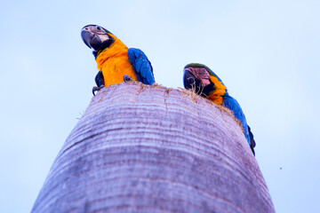pair of macaws