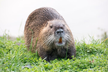 A closeup of a cute coypu near the pond in the evening