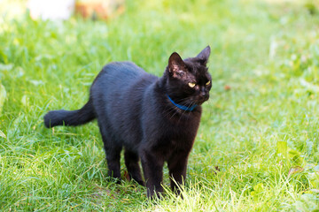 Black cat on a walk in the green grass