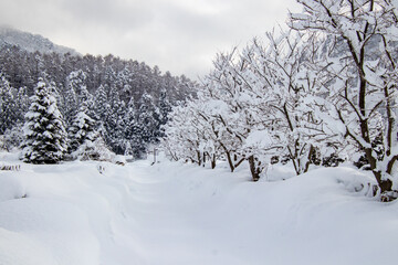 雪国の景色　除雪された道