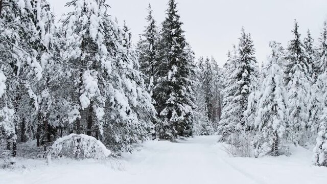 snowfall in winter forest - beautiful winter landscape
