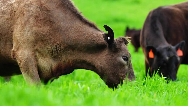 Beef cows and calfs grazing on grass in Australia. Eating hay and silage. breeds include speckled park, murray grey, angus, brangus and dairy cows.
