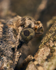 A brown moth perched on a tree, unnoticeable by its camouflage