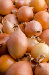 Large onion background.