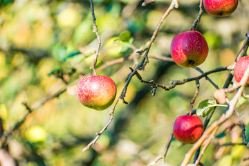 Red apples on a tree in autumn