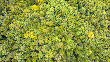 Aerial top view on green forest trees in the Carpathians.