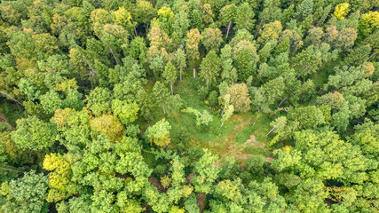 Aerial top view on green forest trees in the Carpathians.