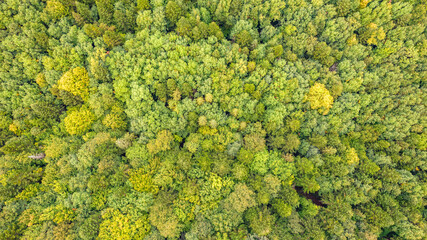 Aerial top view on green forest trees in the Carpathians.
