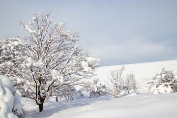 Fototapeta na wymiar 綺麗に雪化粧した公園