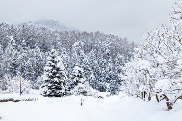 綺麗に雪化粧した公園