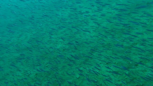 Shoal of Blue sprat, Delicate round herring or blueback sprat (Spratelloides delicatulus). Massive school of small fish swims over sandy bottom in sunrays (4K-60fps)