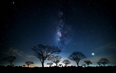 Vertical Milky way with stars,silhouette tree in africa.Tree silhouetted against a setting sun.Dark tree on open field dramatic blue night.Typical african night with acacia trees in Masai Mara,Kenya. - Powered by Adobe