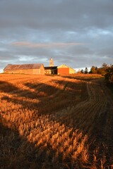 Fototapeta premium A field of oats after harvest, Sainte-Apolline, Québec, Canada