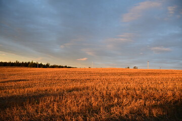 A field of oats after harvest, Sainte-Apolline, Québec, Canada