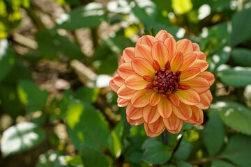 Single orange dahlia flower with a purple edging and center. Growing outdoors.