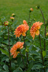 Bright orange dahlia plant with many blooming flowers. Dahlias growing in a field.