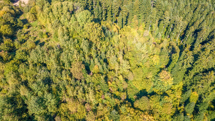 Aerial top view on autumn forest trees in the Carpathians.
