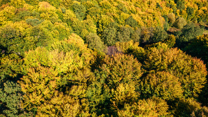 Aerial top view on autumn forest trees in the Carpathians.