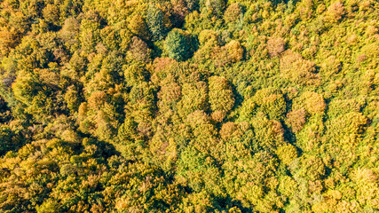 Aerial top view on autumn forest trees in the Carpathians.