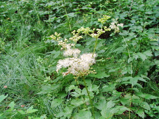 Landscape of medicinal plants in wetlands in the thickets of mountain forests: viper.