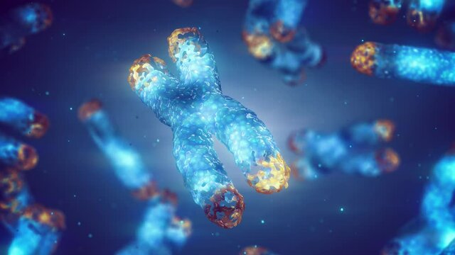 Animation of chromosome damage and telomere shortening. Telomeres are found on both ends of chromosomes, their length is affected by lifestyle and has direct impact on human health and lifespan.