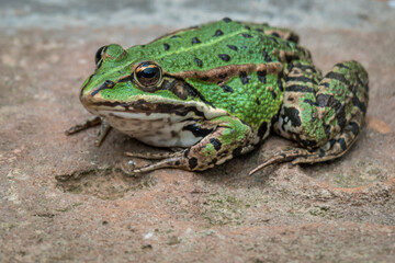 Close-up of green tree frog  sitting on a brick wall