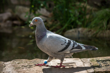 Ringed carrier pigeon in the garden