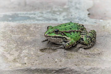 Green tree frog sitting on a brick wall