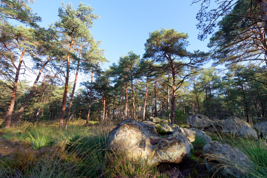 Denecourt hink path number 3 in the Cassepot rock. fontainebleau forest