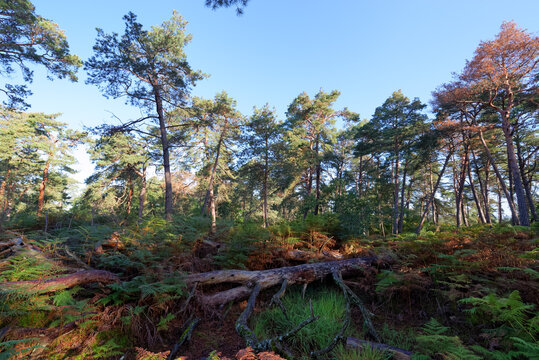Denecourt hink path number 3 in the Cassepot rock. fontainebleau forest