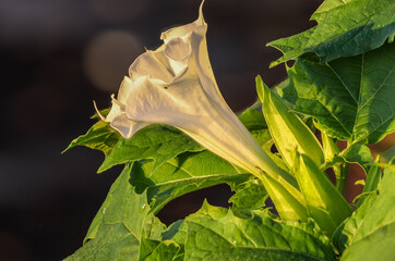 Ogni fiore selvatico è un miracolo della Natura