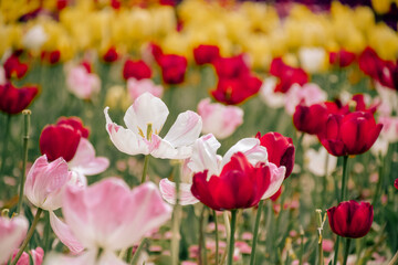 Obraz premium pink tulips in spring