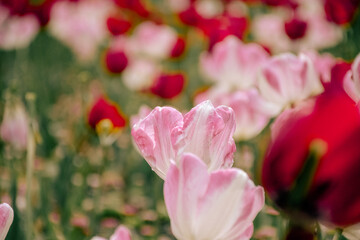 pink tulips in spring