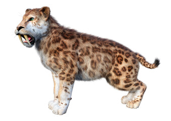 3D Rendering Sabertooth Tiger on White
