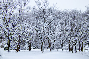 Fototapeta na wymiar 真冬の雪景色