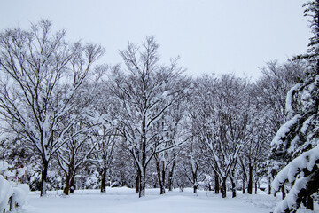 真冬の雪景色