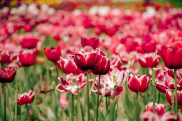 Fototapeta premium tulips in the garden