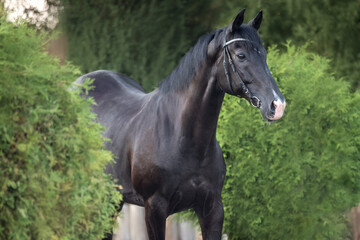 Portrait of a purebred black stallion on the nature background. - 461264233